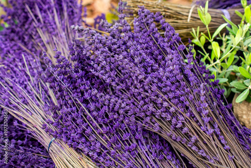 Dried purple lavender flower bunches for aromatherapy and rustic decoration background
Caption
