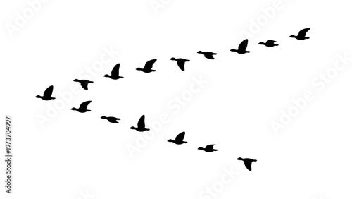 雁の群れのイラスト素材