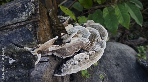 Turkey Tail mushroom (Trametes versicolor), Macro photo of the beautiful and colorful polypore fungus Trametes versicolor, commonly called turkey tail