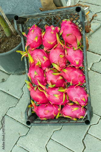Fresh Harvested Dragon Fruit or Pitaya in Black Plastic Crate