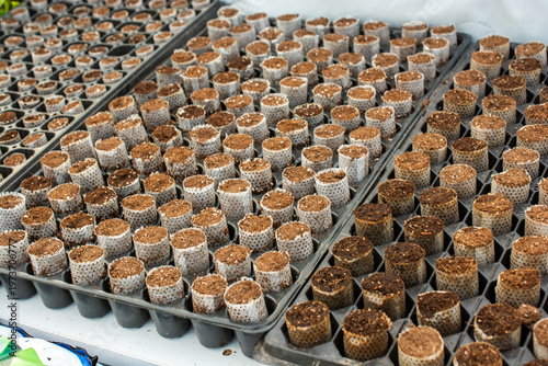 Seedling Starter Trays with Soil Plugs for Agricultural Propagation