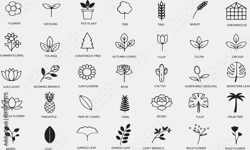Collection of black and white plant and flower seedling