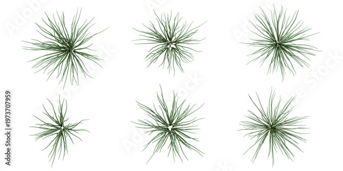 Photos Collection of Allium plants on transparent background from the top view