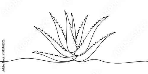 aloe vera continuous one line drawing, One single line drawing of healthy organic green aloe vera for farm logo identity, Continuous one line drawing of Aloe vera plant vector illustration. Editable