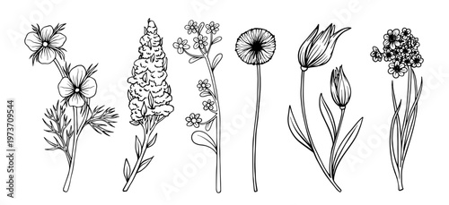 A set of decorative botanical sketches of wild flowers and buds. Vector graphics.