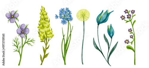 A set of decorative colorful wild flowers and buds. Vector graphics.