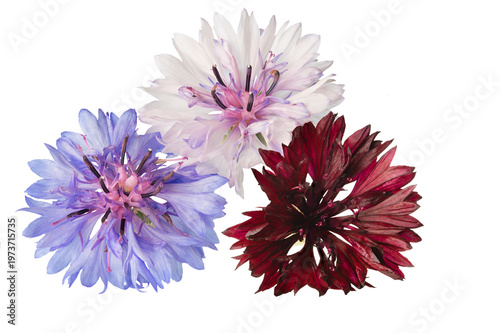 A composition of three cornflowers of different colors
