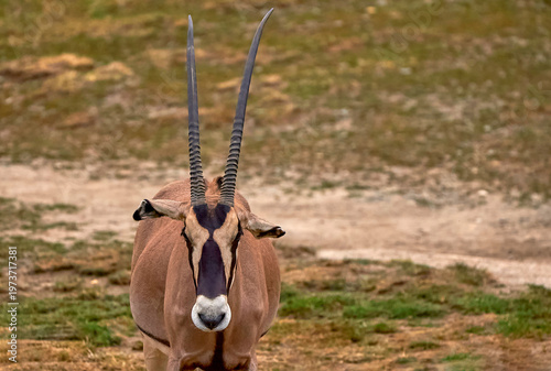 Elegant oryx in the zoo           