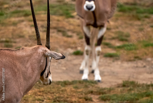Elegant oryx in the zoo           