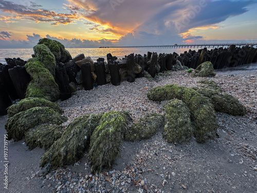 Textured green seaweed and old ropes near the water.