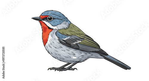 Detailed bird illustration captures the vibrant plumage of a small songbird with blue, white, and red feathers in a realistic profile view.