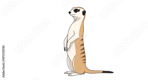 Side view of a wild meerkat standing on its hind legs looking alertly for nature and wildlife education themes.