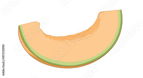 Slice of sweet orange melon with a green rind is shown in a simple illustration capturing the refreshing look of a healthy and delicious snack.