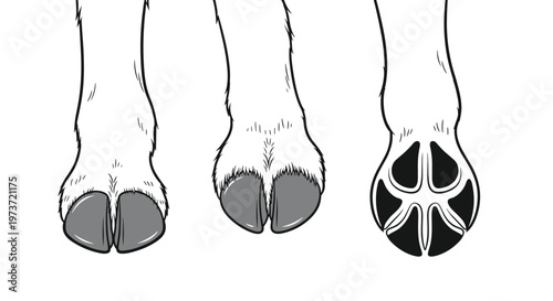 Comparison of different animal feet shows the hooves of a cow or pig and the paw of a dog to illustrate various types of foot structures in nature.