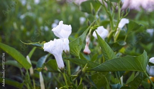 Morning Glory, beautiful white water spinach flowers