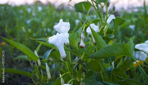 Morning Glory, beautiful white water spinach flowers