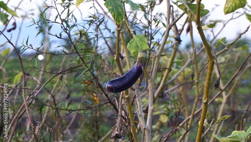 purple eggplant vegetables that are still on the tree