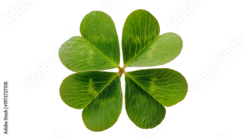 Cuadro en lienzo Four Leaf Clover Plant with Detailed Veins and Green Foliage