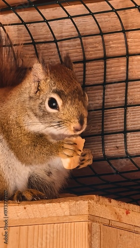 squirrel eating nut