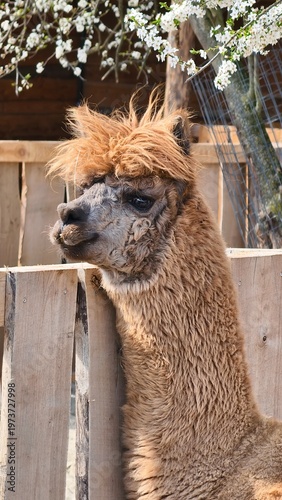 llama in the zoo