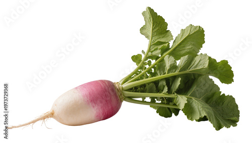 Photos Pink Radish Root with Green Leaves and Small Rootlets