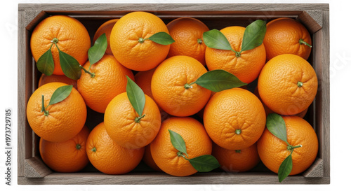 A wooden crate filled to the brim with fresh ripe oranges and green leaves from above isolated on transparent background