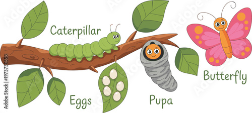 Butterfly life cycle, eggs caterpillar pupa butterfly, cartoon metamorphosis illustration, educational biology design, insect growth stages, kids learning science artwork