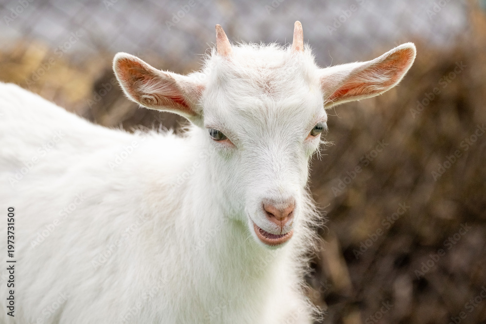 Fototapeta premium Young white baby goat close up on farm with blurred wire fence background cute domestic animal portrait in natural lighting
