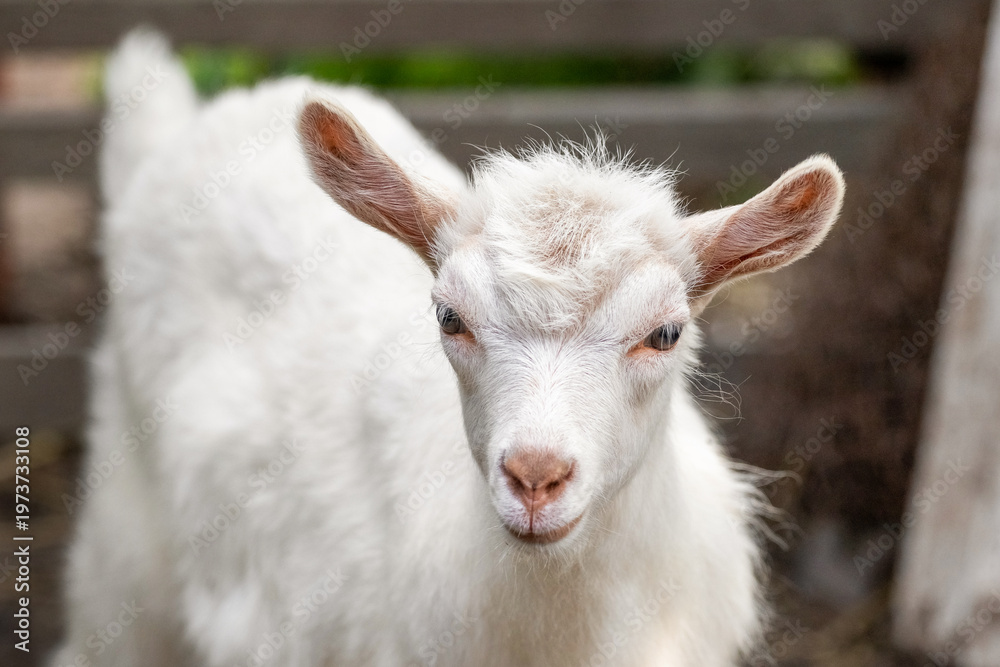 Fototapeta premium White baby goat close up on farm with wooden fence in background cute domestic animal portrait in natural lighting