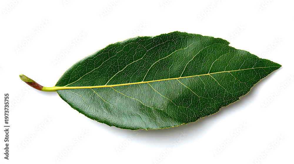Obraz premium A close-up view of a vibrant green leaf with visible veins and small bumps