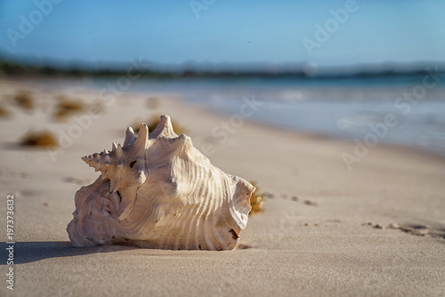 Photography Pink conch shell resting on sandy beach at sunrise