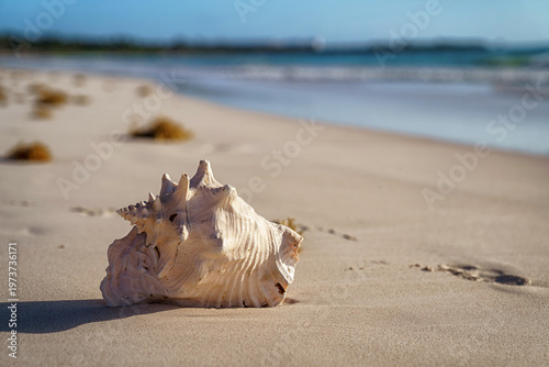 Quadro su tela Pink conch shell resting on sandy beach at sunrise