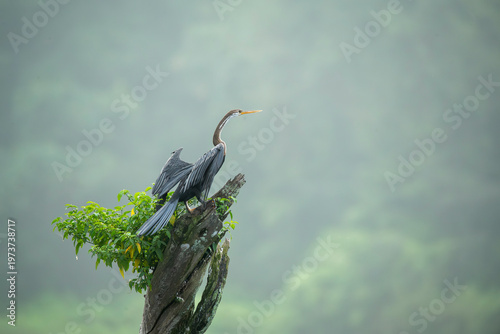 An Indian Darter aka Snake bird perched on tree branch in the backwaters of Bhadra river inside Bhadra tiger reserve during a wildlife safari