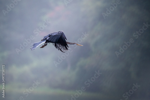 An Indian Darter aka Snake bird perched on tree branch in the backwaters of Bhadra river inside Bhadra tiger reserve during a wildlife safari