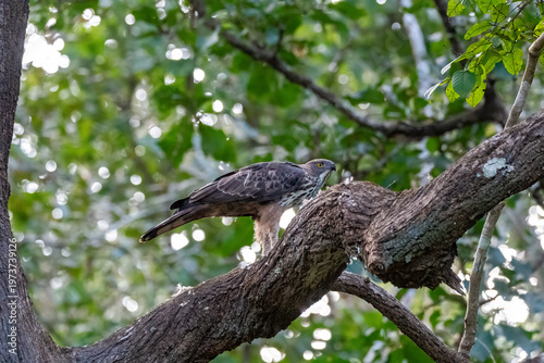A Changeable Hawk Eagle perched on top of the tree branch inside Bhadra Tiger Reserve during a wildlife safari