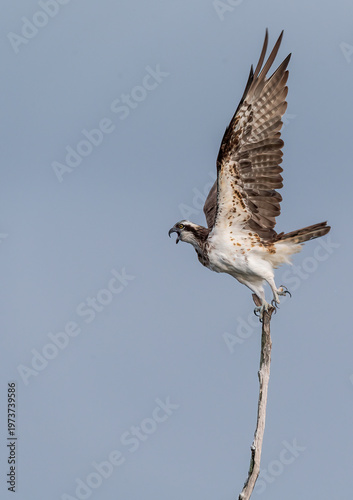 An Osprey sitting on a tree branch in the backwaters of Bhadra river dam in Bhadra tiger reserve during a boat safari