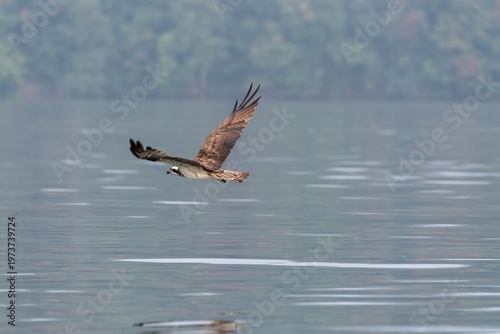 An Osprey sitting on a tree branch in the backwaters of Bhadra river dam in Bhadra tiger reserve during a boat safari