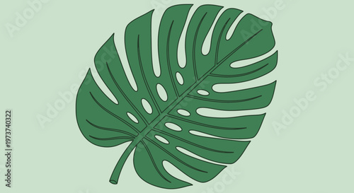 Large green tropical leaf closeup.