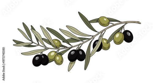 Olive branch with green and black olives.