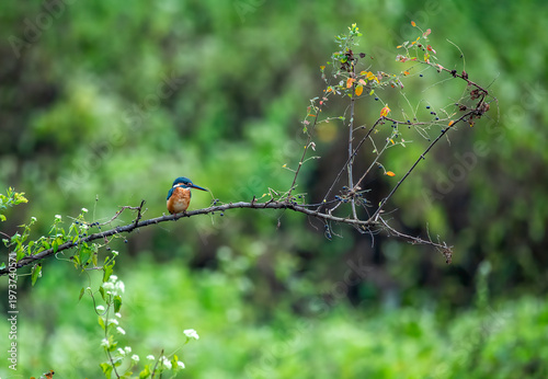 A common kingfisher perched on top of a tree branch in the backwaters of Bhadra river inside Bhadra Tiger Reserve during a boat safari