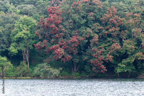 Beautiful views of Bhadra tiger reserve as seen from Bhadra Backwaters during a Boat safari