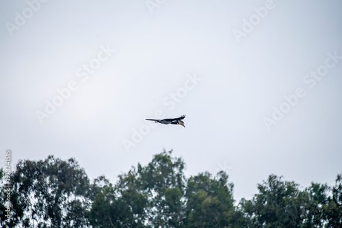 A malabar pied hornbill perched on the top most point on a tree in the backwaters of Bhadra tiger reserve during a boat safari