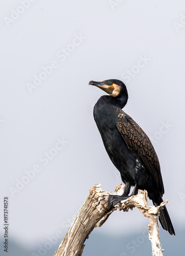A large cormorant sitting on a tree branch in the backwaters of Bhadra Tiger Reserve during a boat safari