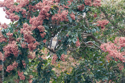 A white-bellied sea eagle perched on top of a tree in the backwaters of Bhadra Tiger Reserve during a boat safari