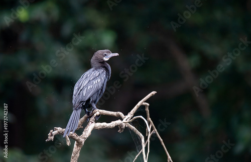 A little cormorant sitting on a tree branch in the backwaters of Bhadra Tiger Reserve during a wildlife safari
