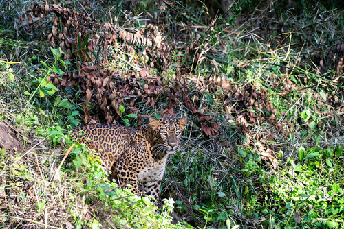 A female leopard walking in the bushes right next to the safari track inside Bhadra Tiger Reserve during a wildlife safari