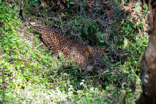 A female leopard walking in the bushes right next to the safari track inside Bhadra Tiger Reserve during a wildlife safari