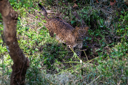 A female leopard walking in the bushes right next to the safari track inside Bhadra Tiger Reserve during a wildlife safari