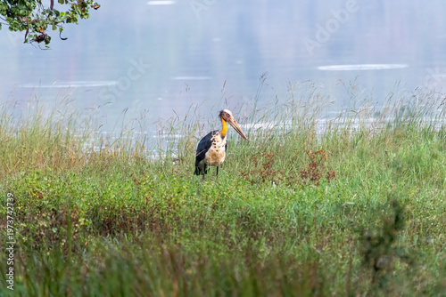 A lesser adjutant stork feeding on frogs and fishes on the banks of Bhadra backwaters inside Bhadra Tiger Reserve during a wildlife safari