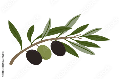 Vector olive branch with black and green olives, hand drawn botanical illustration in flat style